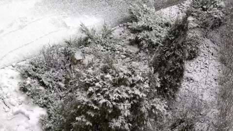 Heavy snowfall, blizzard, winter forest with snow covered trees and bushes Stock Footage 256028526