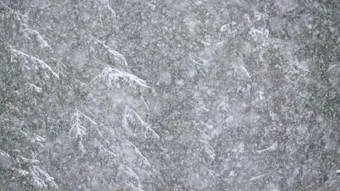 Heavy snowfall in the boreal forest, tall spruce trees in the background. Stock Footage 147458569