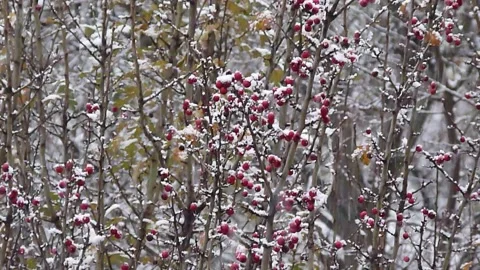 Heavy snowfall on branches covered with red berries in the woods Stock Footage 150351214