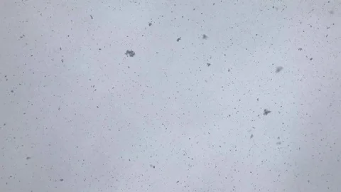 Heavy snowfall with clouds on background Stock Footage 102696026
