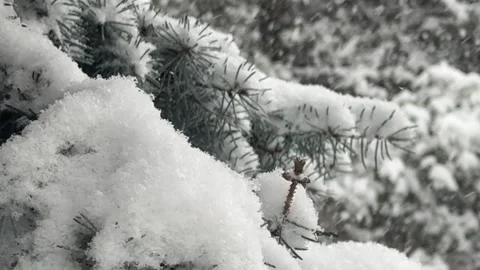 Heavy snowfall. A coniferous tree on one of the streets. Stock Footage 303151101