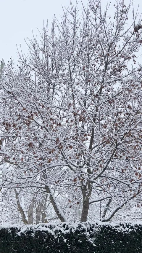 Heavy snowfall covering a plane tree in Osseja, France Stock Footage 331097137