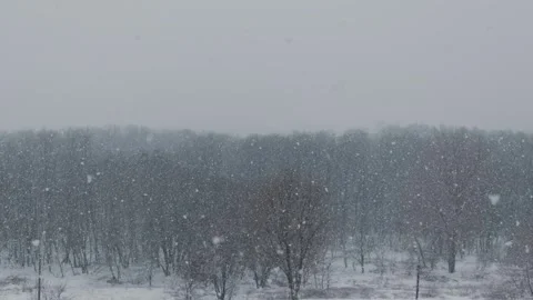 Heavy Snowfall Covering Trees In Winter Forest During Cold Blizzard Stock Footage 329559288