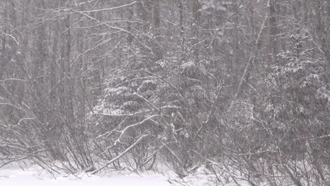 Heavy Snowfall in a Dense Winter Forest - Irishtown Nature Park Stock Footage 329442383