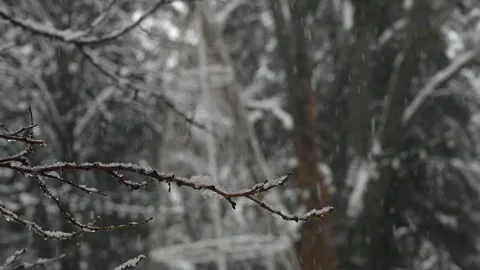 Heavy snowfall drifting through bare winter park branches. Dense snowflakes Stock Footage 328426593