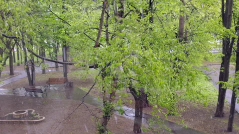 Heavy snowfall during blooming in park 库存影片 274642413