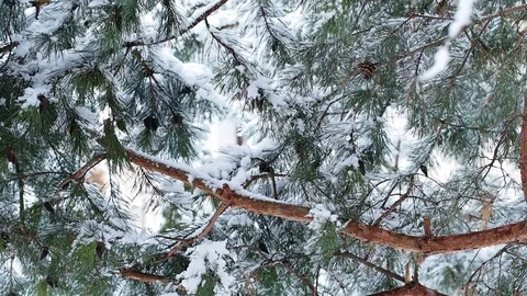 Heavy snowfall during winter time Stock Footage 71409488