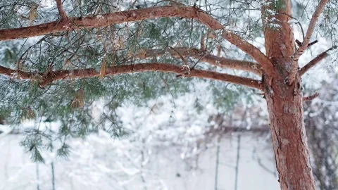 Heavy snowfall during winter time Stock Footage 77436398