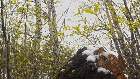 Heavy snowfall in early spring Видео 105440435