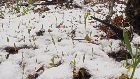 Heavy snowfall in early spring Stock Footage 106503508