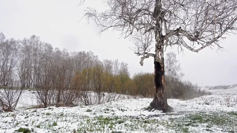Heavy snowfall in early spring Видео 106698526