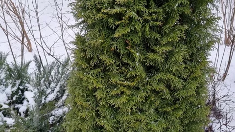 Heavy snowfall on evergreen fir tree, blizzard, winter forest with snow covered  Stock Footage 256028505