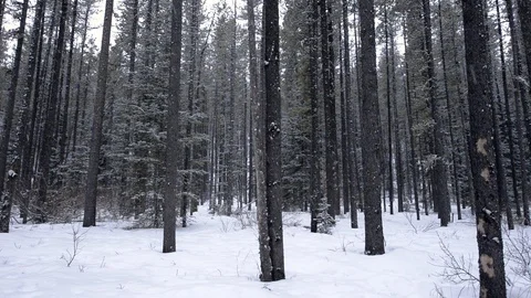Heavy snowfall in an evergreen forest Video stock 85511615