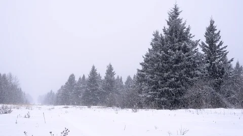 Heavy snowfall in an evergreen forest Stock Footage 85513033