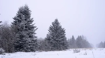 Heavy snowfall in an evergreen forest Video stock 85514684