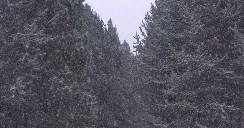 Heavy Snowfall in an Evergreen Forest Stock Footage 100691077