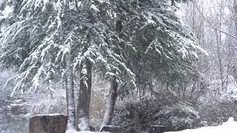 Heavy Snowfall Falling Over Evergreen Trees in a Quiet Winter Forest Landscape Stock Footage 341958507