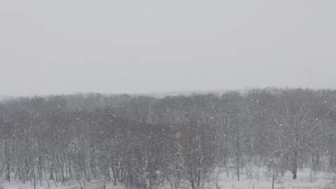 Heavy Snowfall Falling Over Wide Winter Forest Landscape Stock Footage 327611123