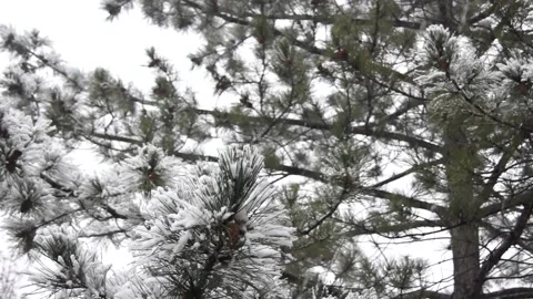 Heavy snowfall falls on the Spruce. Tree outdoors Close-up. Stock Footage 189413746