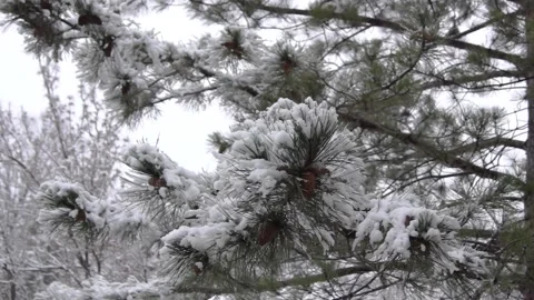 Heavy snowfall falls on the Spruce. Tree outdoors Close-up. Stock Footage 189413754