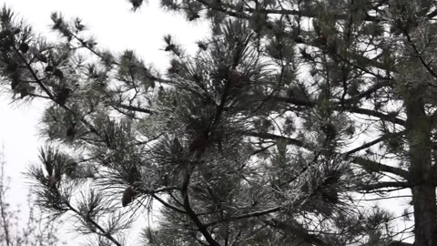 Heavy snowfall falls on the Spruce. Tree outdoors Close-up. Stock Footage 189413755