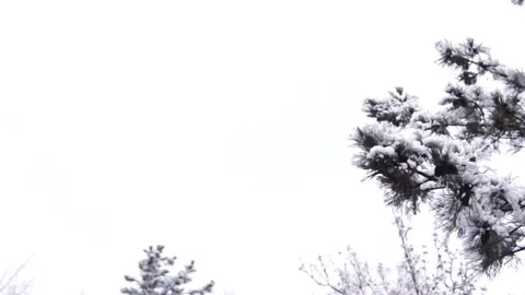 Heavy snowfall falls on the Spruce. Tree outdoors Close-up. Stock Footage 189413763