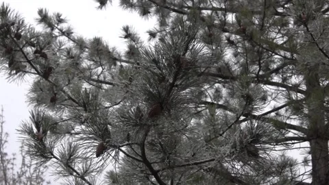 Heavy snowfall falls on the Spruce. Tree outdoors Close-up. Stock Footage 189413805