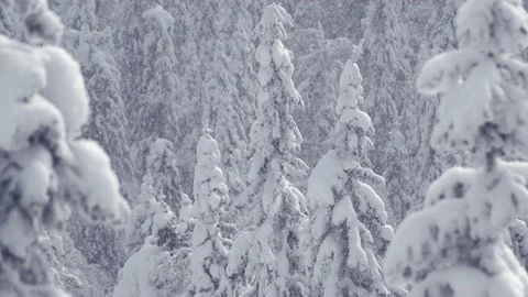 Heavy snowfall falls from top to bottom on fir. Stock Footage 150471466