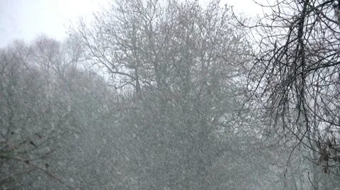 Heavy Snowfall Video stock 7759327