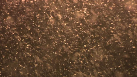 Heavy snowfall Stock Footage 34459628