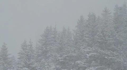 Heavy Snowfall with forest in the background Vídeo Stock 10795759