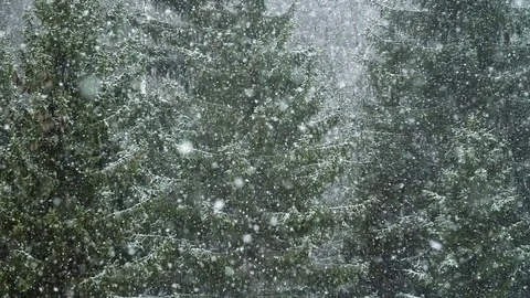 Heavy Snowfall Forest Background Super Slow Motion Stock Footage 77955605