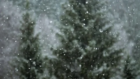 Heavy Snowfall Forest Background Super Slow Motion 動画素材 77955607