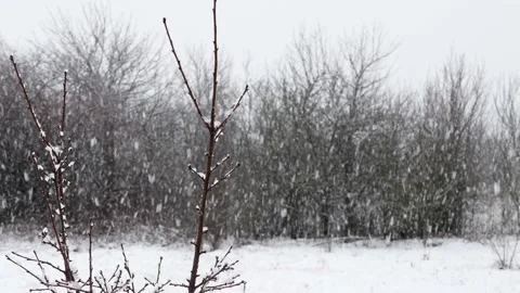 A heavy snowfall with a forest blurred in the background. Stock Footage 142748368