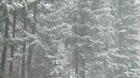 Heavy Snowfall in a Forest Stock Footage 36843571