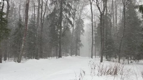 Heavy snowfall in the forest Stock Footage 264972985