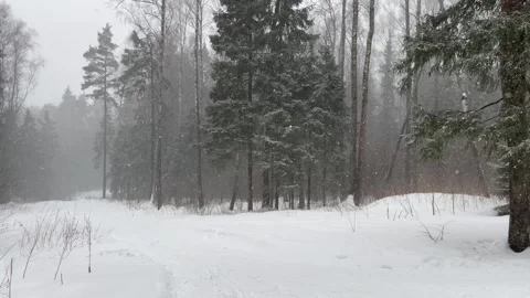 Heavy snowfall in the forest Stock Footage 264973005