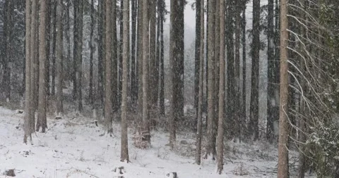 Heavy snowfall in the forest Stock Footage 306166463