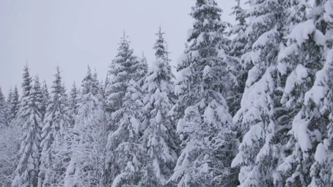 Heavy snowfall on the forest in motion Stock Footage 87849511