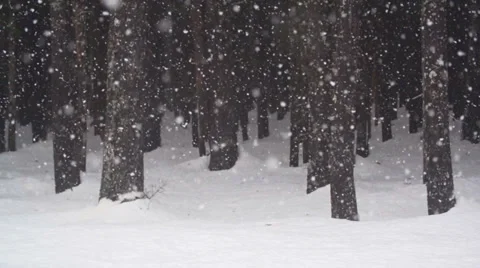 Heavy Snowfall in Forest Pan Left Super Slow Motion Stock Footage 34975239