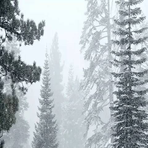 Heavy Snowfall in Forest in Slow Motion 2 Stock Footage