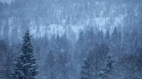 Heavy snowfall in a forest in Sweden Stock Footage
