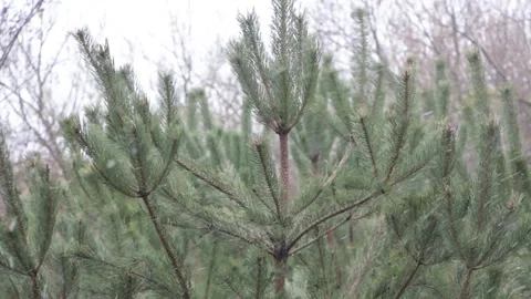 A heavy snowfall hit the pine tree. Stock Footage 237085587