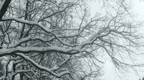 Heavy Snowfall Lake-Effect Snow Stock Footage 22249210