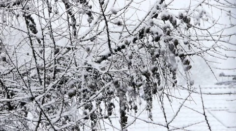 Heavy Snowfall Lake-Effect Snow Stock Footage 57322012