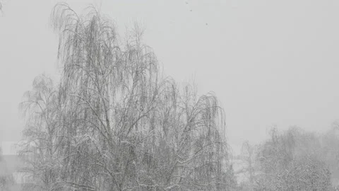 Heavy snowfall. Landscape with falling snow on trees Stock Footage 225839880