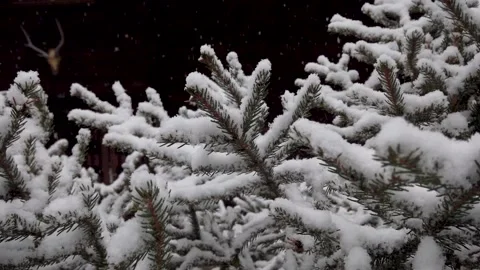 Heavy snowfall. Large flakes of snow, fall on spruce branches. Video stock 130774387