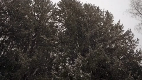 Heavy snowfall. Large flakes of snow, fall on spruce branches. Video stock 130880823