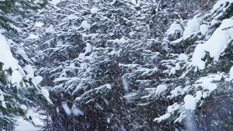 Heavy snowfall large flakes of snow are falling in the snow-covered forest. Stock Footage 290070532