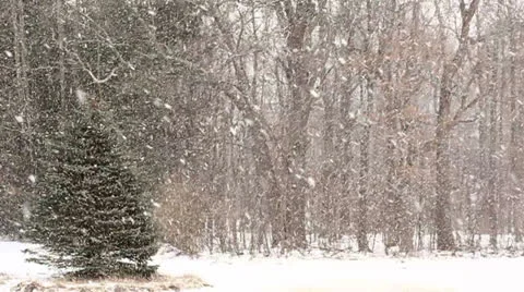 Heavy Snowfall with Large Snowflakes. Stock Footage 24741887